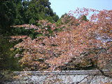 sakura4281