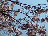 sakura04192