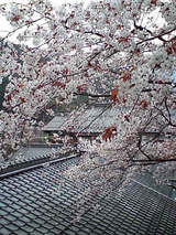 sakura04112