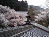 sakura04131