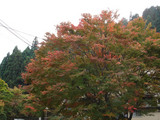 kouyou2006_11_10