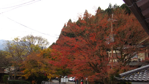 kouyou