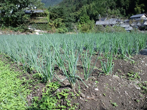 negi