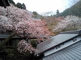 sakura04162