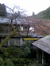 sakura04042