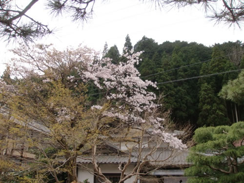 sakura