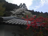 sakura0417