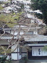 sakura04202