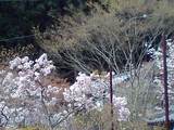 sakura04201
