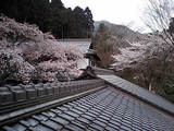 sakura04114