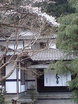 sakura04091