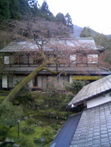 sakura04041